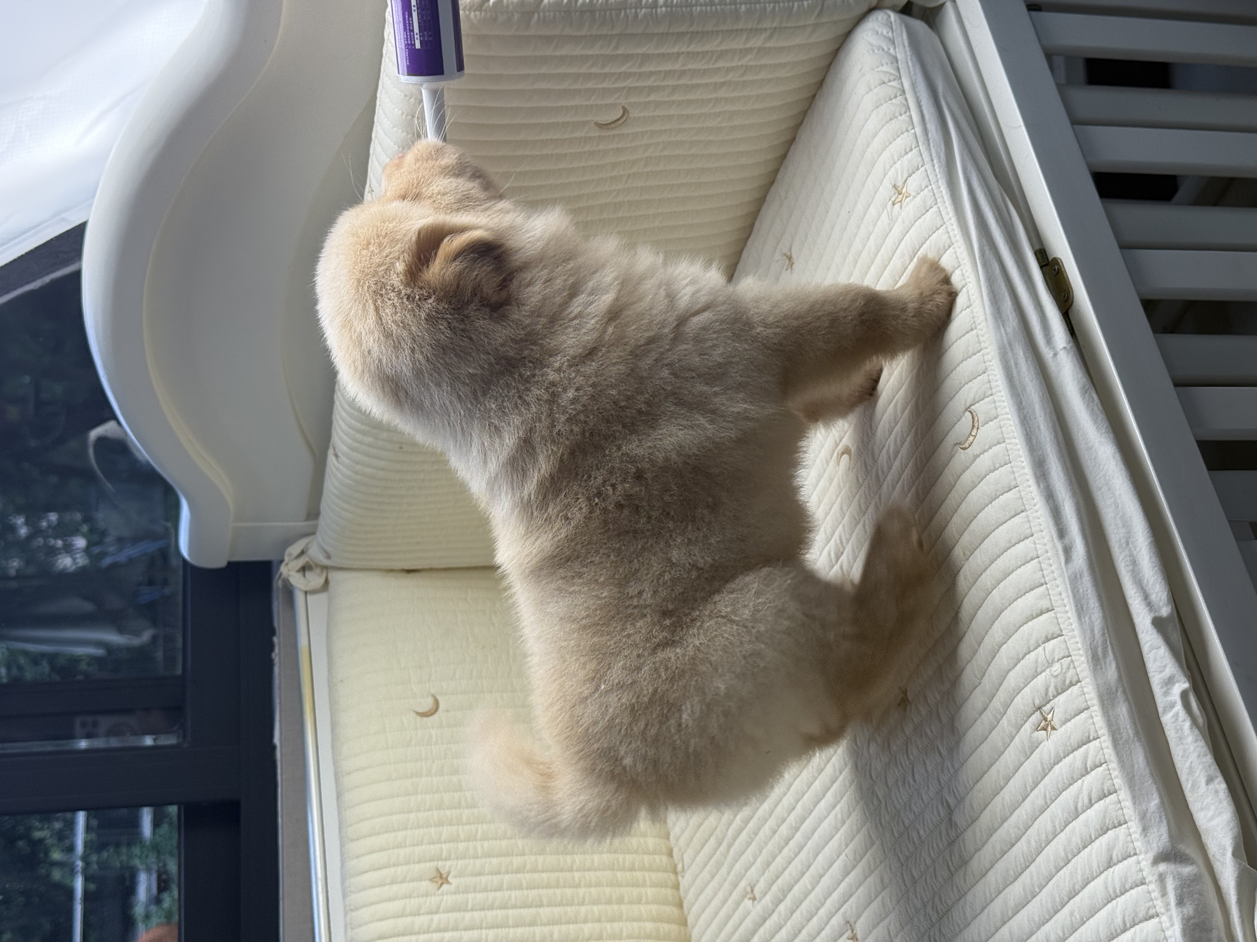 精品土松犬  鼻子短 嘴巴宽 毛量厚 骨架粗